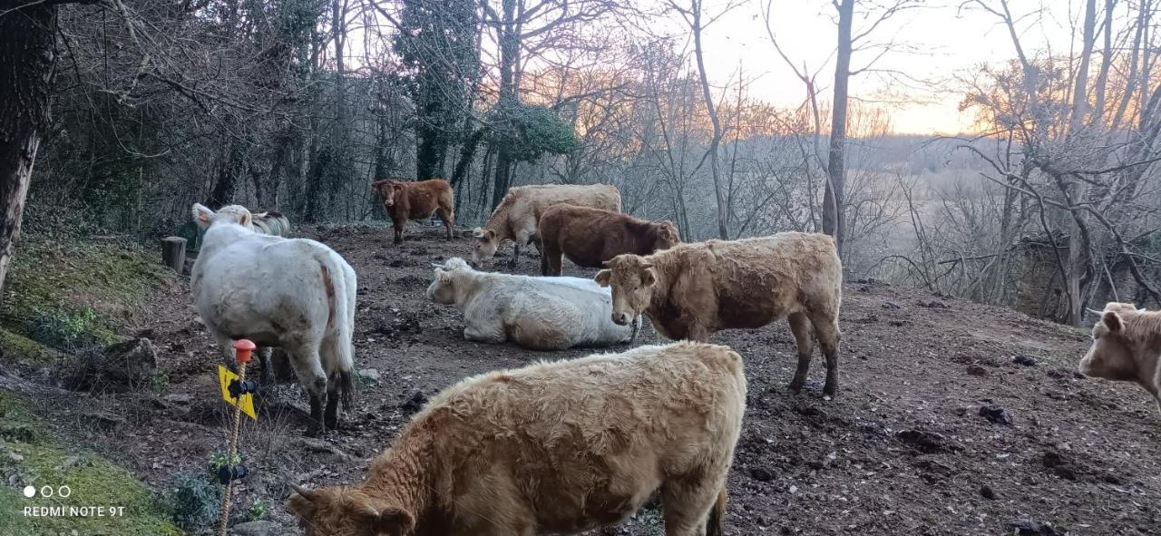 Carrer Esparreguera Olot Bagian luar foto